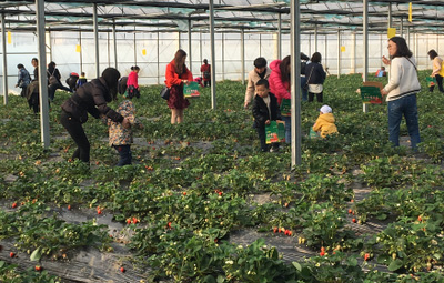 相約采摘草莓，盡享田園樂趣